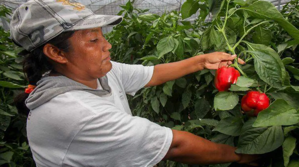 CNA acusa desigualdades en apoyos para el campo